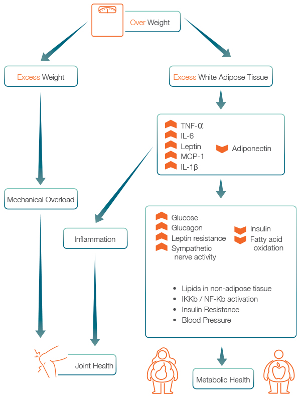 metabolic_intersection_Joint_Metabolic_Health Metabolic Support and Joint Comfort